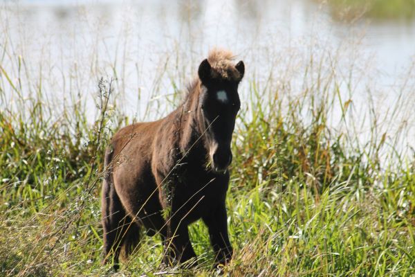 Ponivarsa Loimijoen rantalaitumella. Kuva: Hippolis, Erja Mattila.